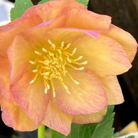 クリスマスローズ,クレマチス,クレマチス 水面の妖精,クリスマスローズ アプリコットジェラード,スマホ撮影の画像