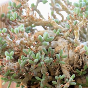 塊根植物,メセン,コーデックス,根塊植物,チレコドン属の画像