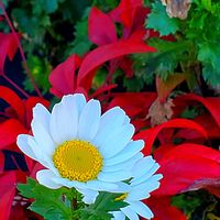 クリスマスローズ,ノースポール,バイモ,ヒヤシンス,ペチュニアの画像