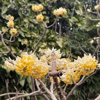 ハナニラ,サンシュユ,ツクシ,ミツマタ,ムスカリの画像