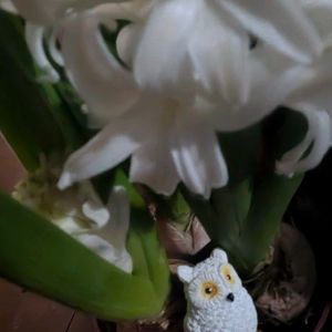 ヒヤシンス,ヒヤシンス,ヒヤシンス,ヒヤシンス 白,花言葉の画像