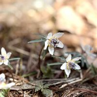 セツブンソウ,山野草,癒し,iPhone撮影,春の訪れの画像