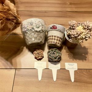 エケベリア　ピノキオ,エレン錦,エケベリア　マリリンモンロー,多肉植物,エケベリア属の画像