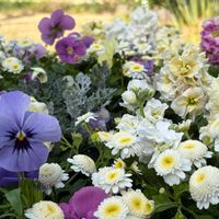 バンダ,バンダ,マトリカリア,パンジー,ピンクイペーの花の画像