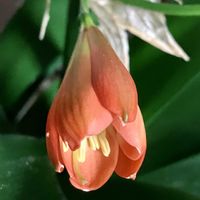 クンシラン,クンシラン,癒し,オレンジ色,オレンジ色の花の画像