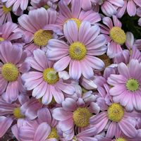 マーガレット,可愛いピンク色♡,iPhone撮影,ホッコリ,小さな幸せ♡の画像