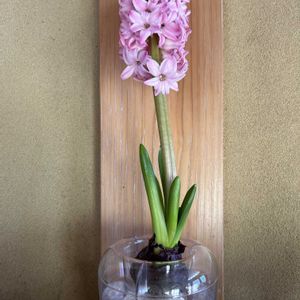 ヒヤシンス 水耕栽培,ヒヤシンス 水耕栽培,可愛いピンク色♡,今日のお花,お花でお絵かきの画像