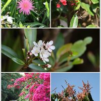 ガーベラ,シャリンバイ,ブーゲンビレア,マンゴーの花,散歩の画像