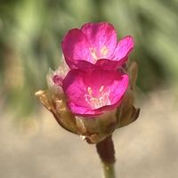 アルメリア,スマホ,小さな庭の画像