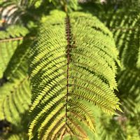 観葉植物,今日も元気で,花を通じて愛と平和を,グリーンで癒されてねの画像