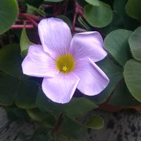 オキザリス・バリアビリス,花のある暮らし,見切り品,小さな春,我が家のベテランの画像