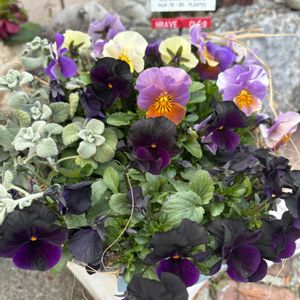 ビオラ,バロータ,色変わりビオラ ネオンミクスチャー,寄せ植え,可愛いの画像