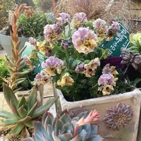 クリスマスローズ,ムスカリ,月錦hyb,ゲブラ・ナガトヨ,かおりんさんのリメ鉢の画像