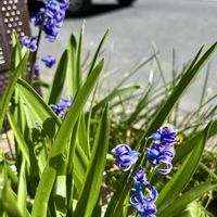 ヒアシンス,ヒヤシンス,球根植物,プランター,紫の花の画像