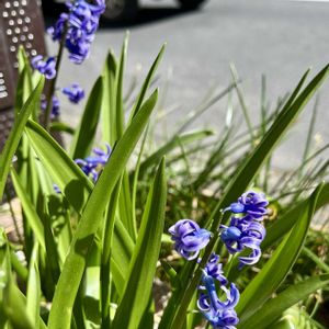 ヒアシンス,ヒヤシンス,球根植物,プランター,紫の花の画像