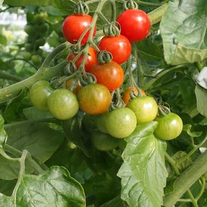 トマト,トマト,仙台農業園芸センターの画像