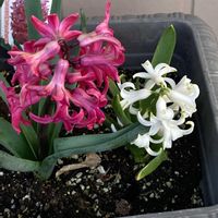 クレマチス,ヒヤシンス,ヒヤシンス,ヒヤシンス,シレネピンクパンサーの画像