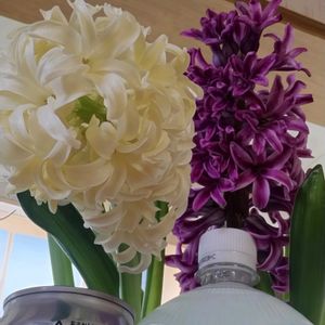 ヒヤシンス,ヒヤシンス 水耕栽培,ガーデニング,いい香り,ネコ好きの画像