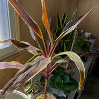コルジリネ,観葉植物,キキ　コルジリネの画像