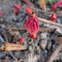 シャクヤクの画像