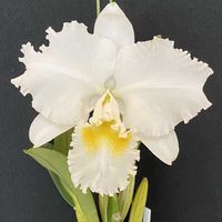 カトレア,未命名・未登録の画像