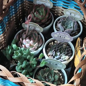 多肉植物,多肉大好き,多肉中毒,多肉狩り,多肉多肉多肉の画像