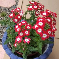 バーベナ,花のある暮らし,小庭,植物大好き,人に優しくの画像