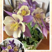 オダマキ,花のある暮らし,可愛いお花,毛糸アートの画像