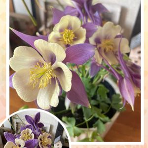 オダマキ,ガーデニング,花のある暮らし,可愛いお花,毛糸アートの画像