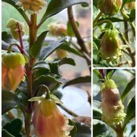 カランコエ,八重咲きカランコエ,カランコエ  八重咲きウエンディ   サニーデイ,千葉県北西部,下を向いて咲くお花シリーズ♪の画像