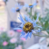 フェリシア,キングフィッシャー デージー,フェリシア・ベルゲリアナ,ガーデニング,青い花の画像