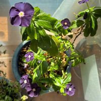 ニチニチソウ,ミモザ,ニチニチソウ　ブラックベリー,私のお庭,千葉県北西部の画像