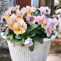 ビオラ,ガーデニング,ボタニカルライフ,お庭の植物,花のある暮らしの画像