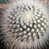 サボテン,白閃小町の画像