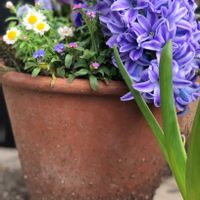 ヒヤシンス,ヒヤシンス,花のある暮らし,過去pic,今日のお花の画像