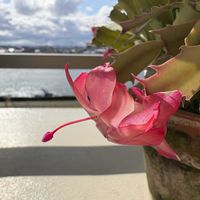 シャコバサボテン,デンマークカクタス ダークマリーの画像