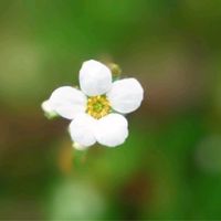 ユキヤナギ,ユキヤナギ,花のある暮らし,お散歩道の画像