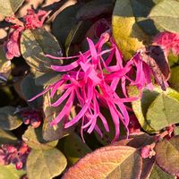 ベニバナトキワマンサクの画像