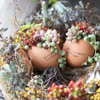 グリーンネックレス,グリーンネックレス,多肉,多肉植物,ベランダガーデンの画像