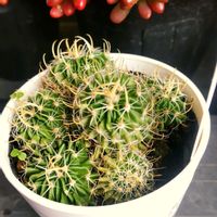 虹の玉,レッドベリー,縮玉,多肉植物,多肉男子の画像