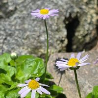 デージー,原種デージー,アルムの空,ベリス･カエルレスケンス,多年草の画像