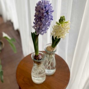 ヒヤシンス,ヒヤシンス水耕栽培,GSに感謝。,今日のお花,マンション暮らしの画像