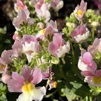 ネメシア,鉢植え,平和を願う☆,いつまでも友達でいよう♡,玄関アプローチの画像