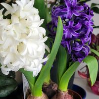 ヒヤシンス,ビオラ タイガー,新  芽,花のある暮らし,今日のお花の画像