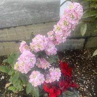 クリスマスローズ,スイセン,ストック,ストック,春の訪れを告げるの画像