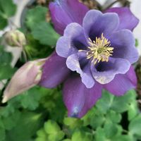 オダマキ,青い花マニア,チーム・ブルー,チーム・ブルーNo.009,マドンナブルーの画像