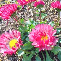 デージー,チロリアンデージー,庭の画像