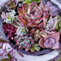 多肉植物いろいろ,多肉植物,多肉寄せ植え,お庭の植物,葉挿しっ子の画像