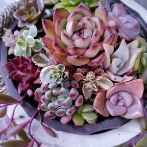 多肉植物いろいろ,多肉植物,多肉寄せ植え,お庭の植物,葉挿しっ子の画像