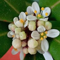 シクラメン,金のなる木,スキミア,毒のある植物,ちっちゃいものクラブの画像